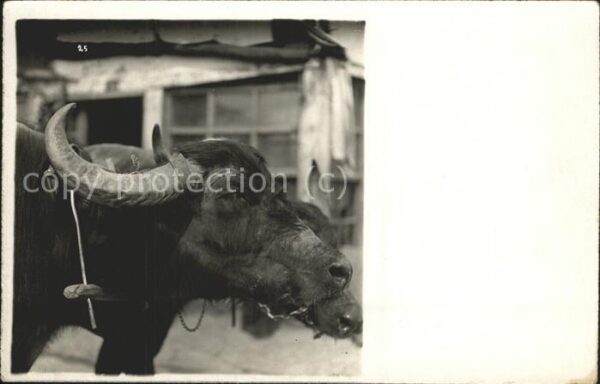 Kuehe Stier
