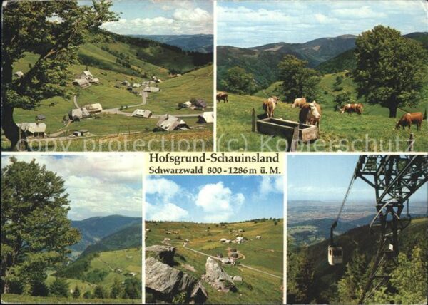 Seilbahn Kühe Hofsgrund-Schauinsland Schwarzwald