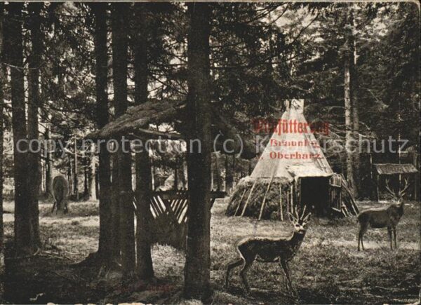 Braunlage Tierf?tterung im Harzerwald