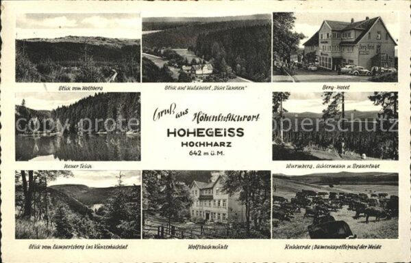 Hohegeiss Harz Wolfsbachmühle Waldhotel Kuhherde