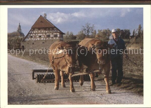 Bad Windsheim Kühe Fachwerkhaus Mühle