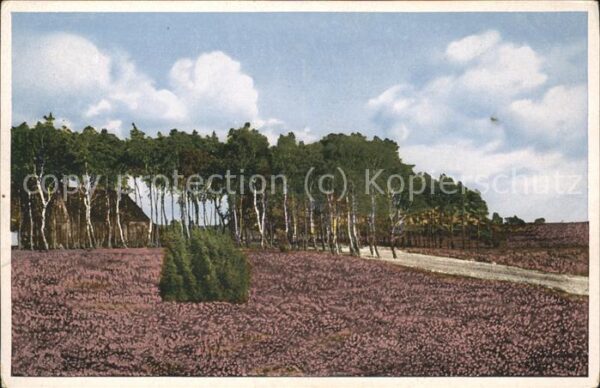 Lueneburger Heide Heidelandschaft