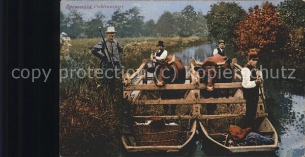 Kuehe Boote Viehtransport Spreewald
