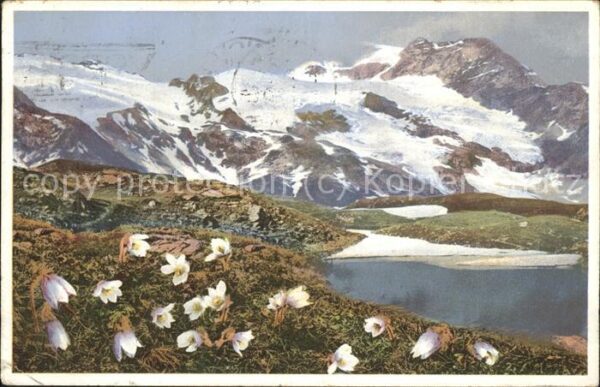 Verlag Photochromie Nr. 1482 Pulsatilla vernalis Frühlingskuhsc