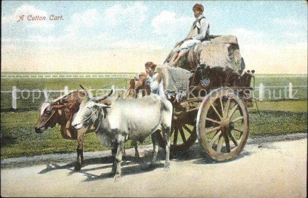 Landwirtschaft Cotton Cart Indien Bullen