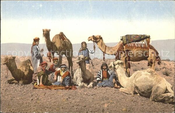 Kamel  Camel Chameau Typen