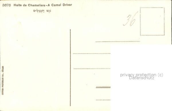 Kamel  Camel Chameau Typen – Bild 2