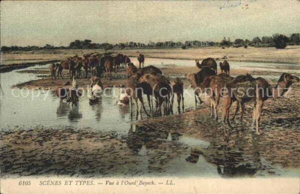 Kamel  Camel Chameau Typen Oued Bayech