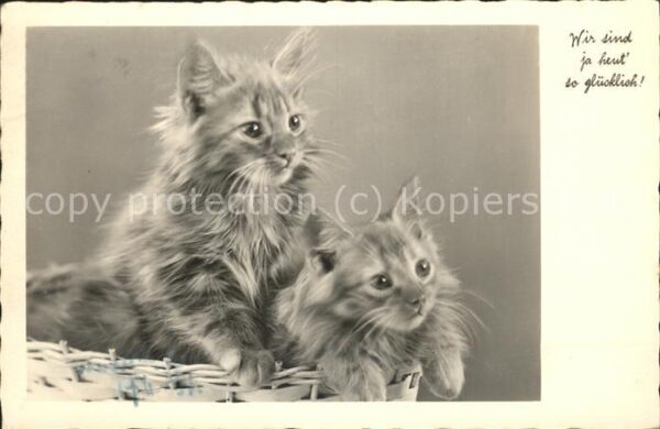 Katzen