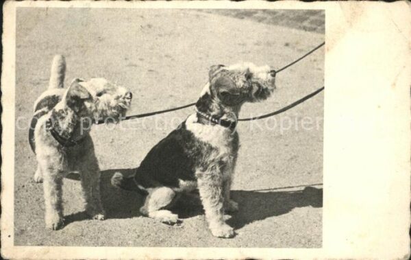 Hunde Lakeland Terrier Feldpost