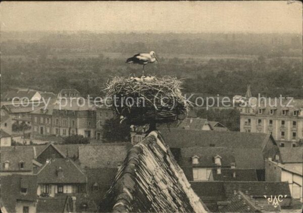 Storch Cigogne Alsace