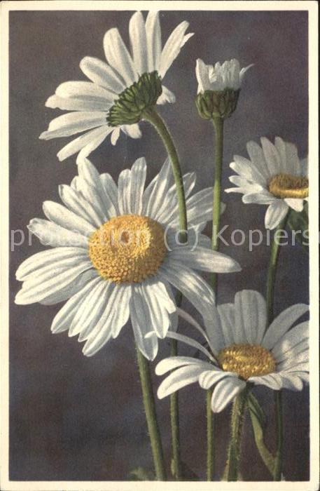 Blumen Wucherblume