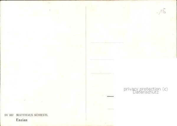 Schiestl M Nr. 887 Enzian – Bild 2