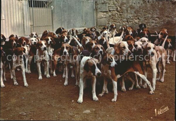 Hunde Jagd Equipage de Cheverny