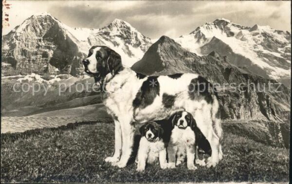 Hunde Bernhardiner Alpidyll