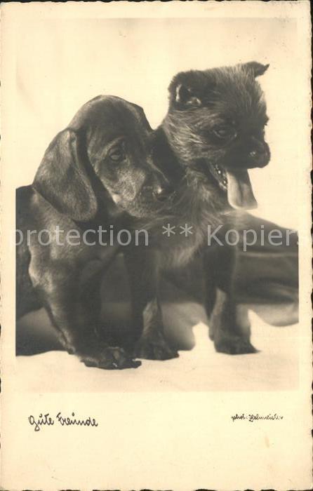 Hunde