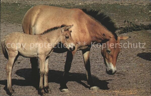 Pferde Pony
