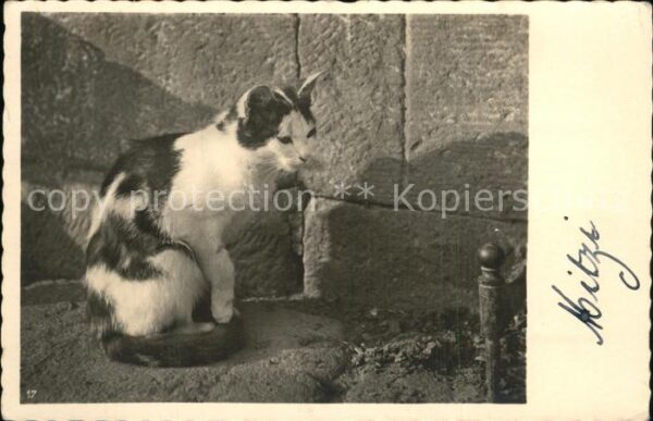 Katzen