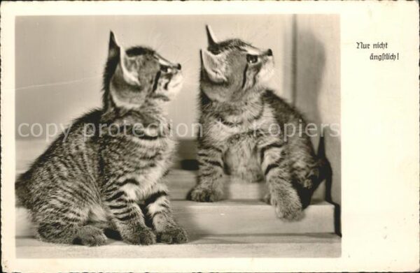 Katzen