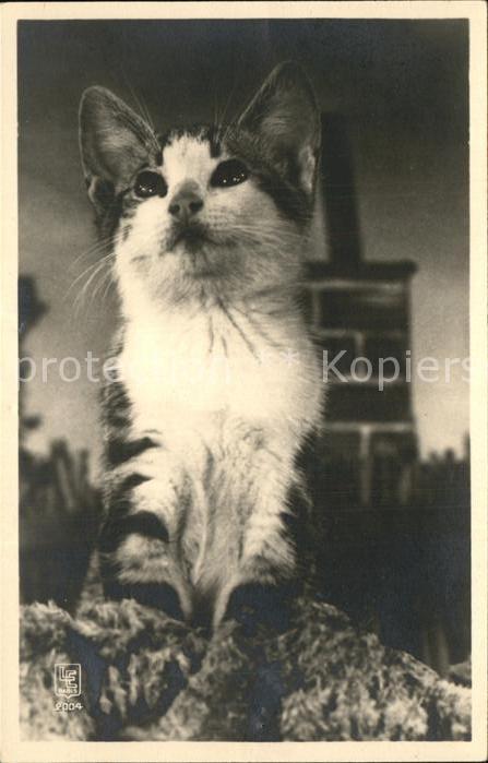 Katzen