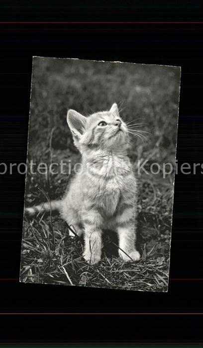 Katzen