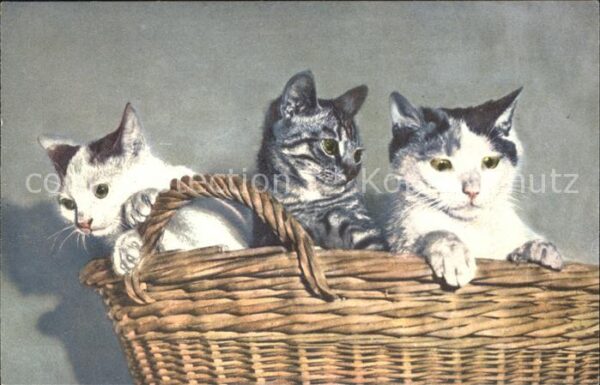 Katzen