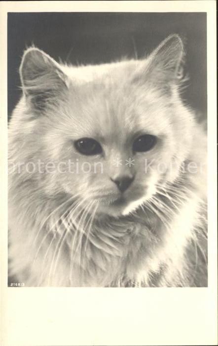 Katzen