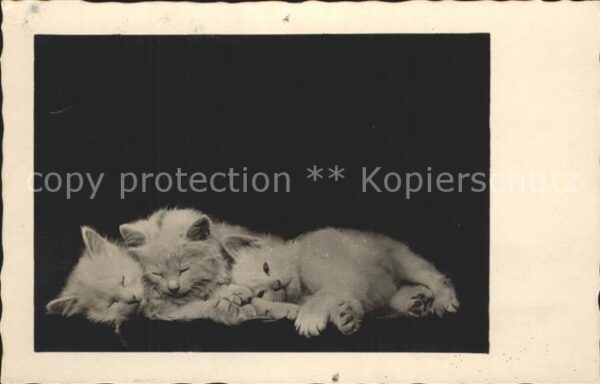 Katzen