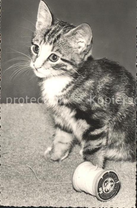Katzen Fadenrolle