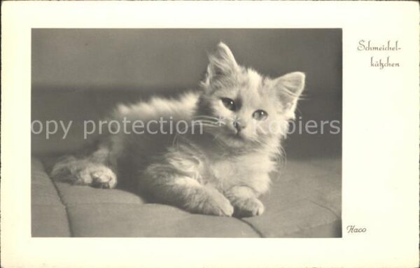 Katzen