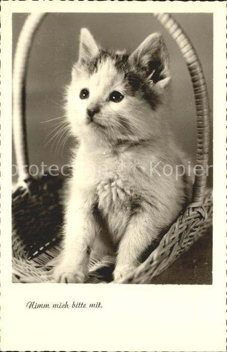 Katzen Korb