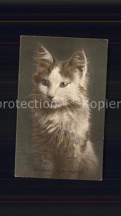 Katzen