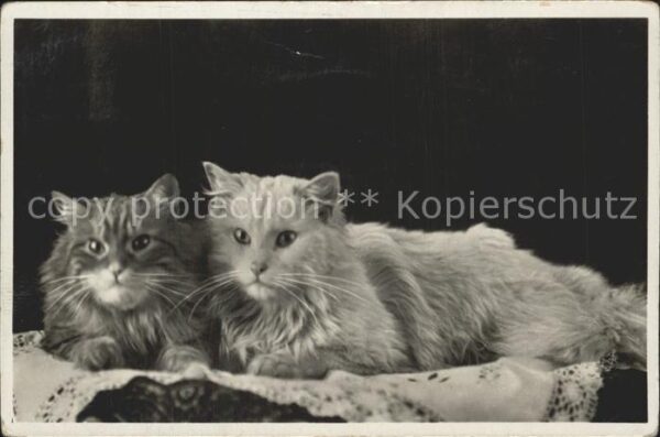 Katzen