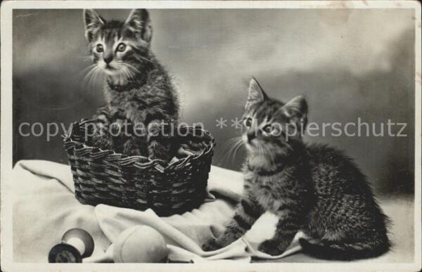 Katzen Katten-Serie Nr. 134