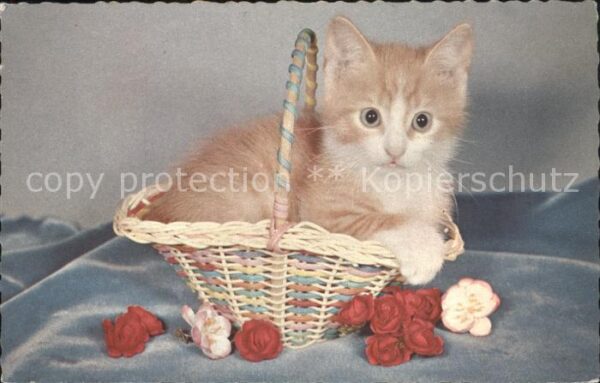 Katzen Blumen Korb