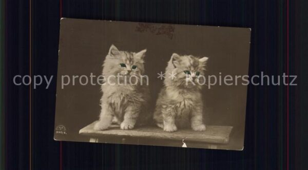 Katzen