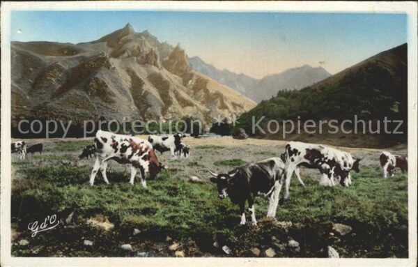 Kuehe Auvergne Vallee d_Enfer Sancy