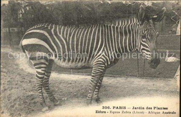 Zebra Paris Jardin des Plantes