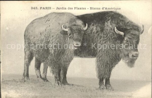 Tiere Bison Paris des Plantes Paris