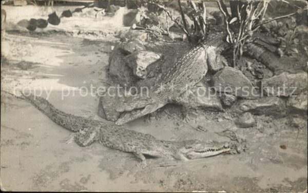 Tiere Krokodile