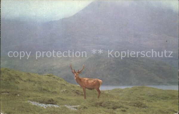 Hirsch Monarch of the Glen