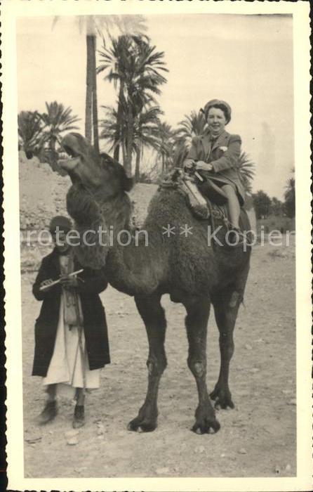 Kamel  Camel Chameau Palmen Typen