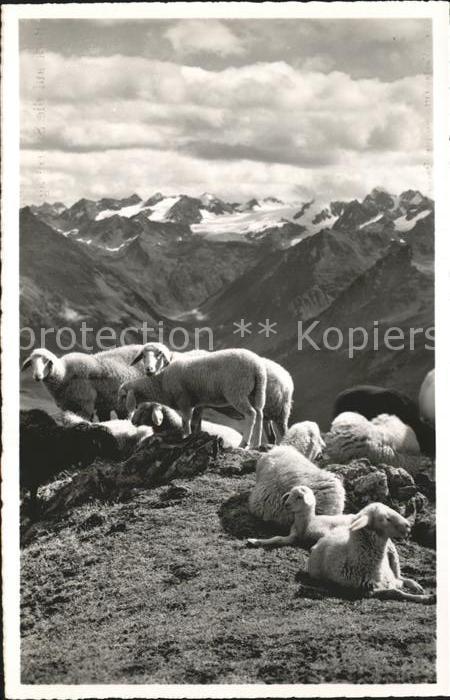 Schafe Parsenn Silvrettagruppe