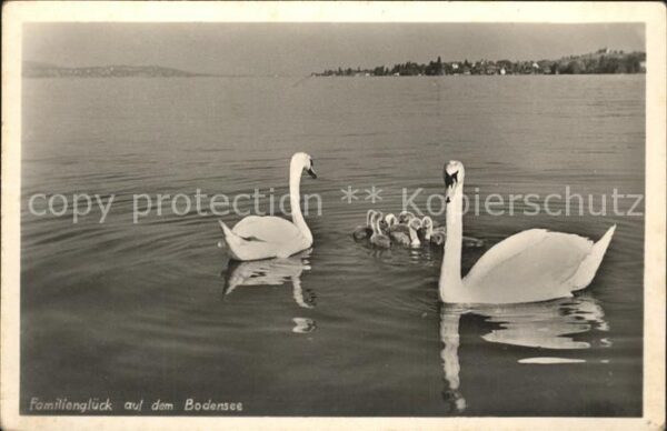 Schwan Bodensee