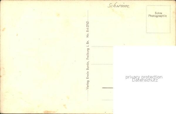 Schwan Bodensee – Bild 2