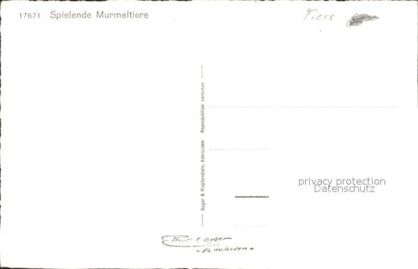 Murmeltier – Bild 2