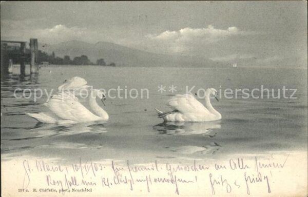 Schwan Neuchatel