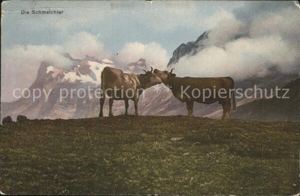 Kuehe Berge