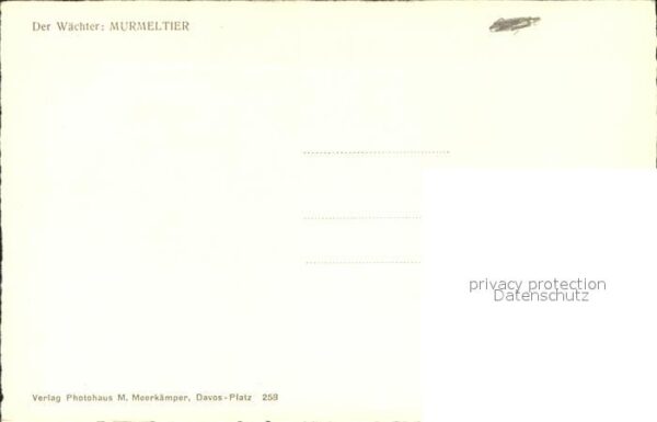 Murmeltier – Bild 2
