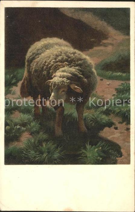 Schafe Künstlerkarte Rudolf Koller Nr. 1862